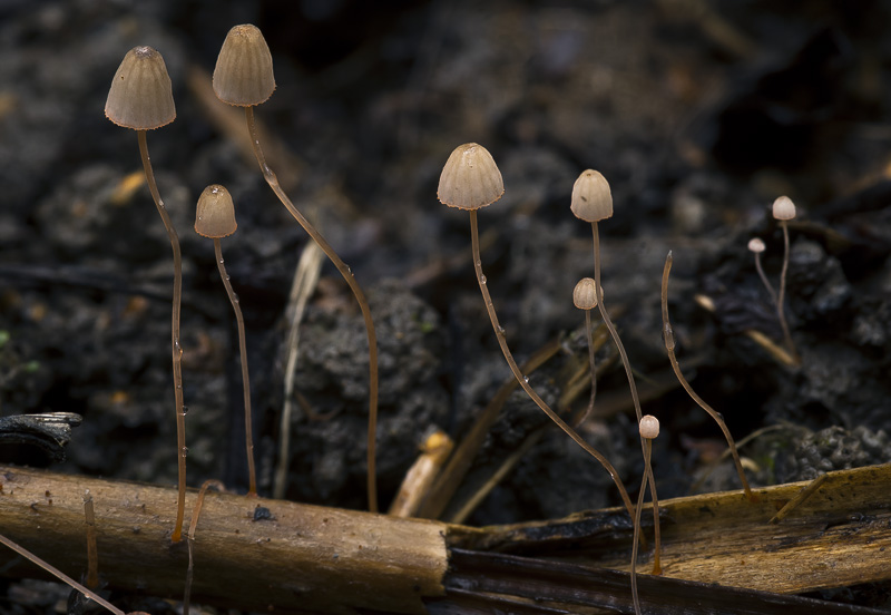 Mycena pterigena